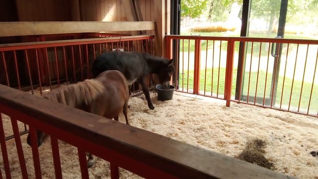 Городская ферма на ВДНХ. Домашний осёл.