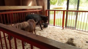 Городская ферма на ВДНХ. Домашний осёл.