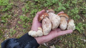 Сбор белых грибов после работы! 08.07.25