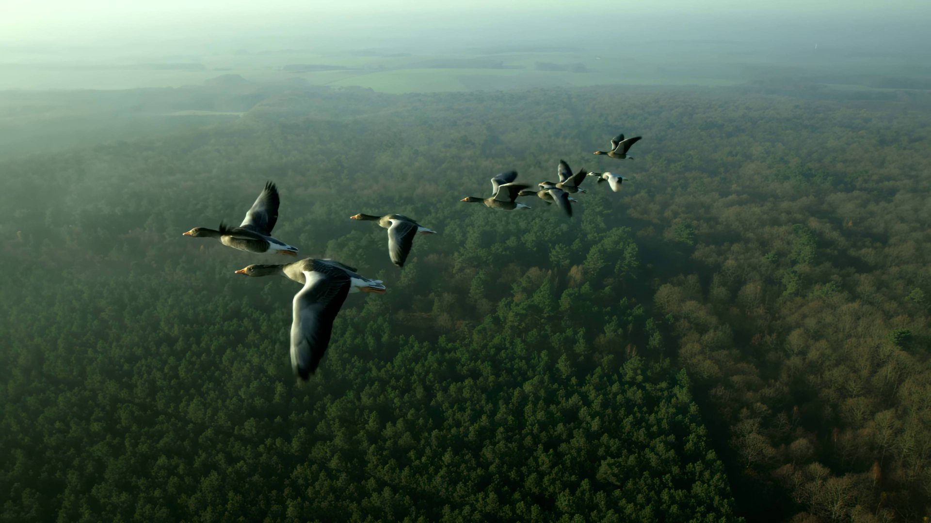 Полет с перелетными птицами ｜ Расслабляющий фильм о природе в формате 4K смотреть онлайн