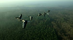 Полет с перелетными птицами ｜ Расслабляющий фильм о природе в формате 4K