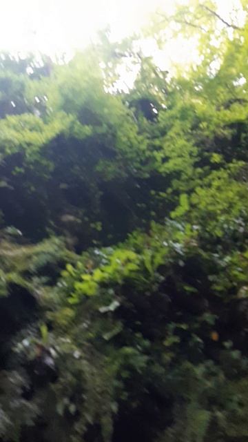 Свирское ущелье Лазаревское 2025