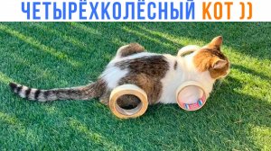 ЧЕТЫРЁХКОЛЁСНЫЙ КОТ  ))) Приколы с котами | Мемозг 1631