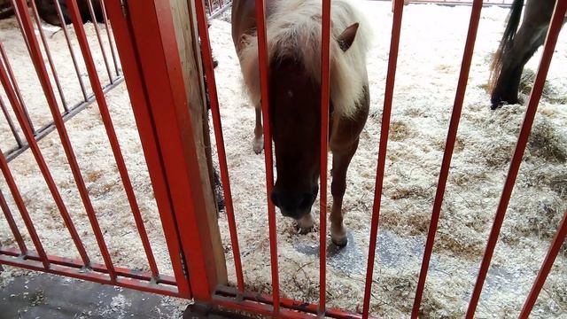 Городская ферма на ВДНХ. Шетлендский пони.