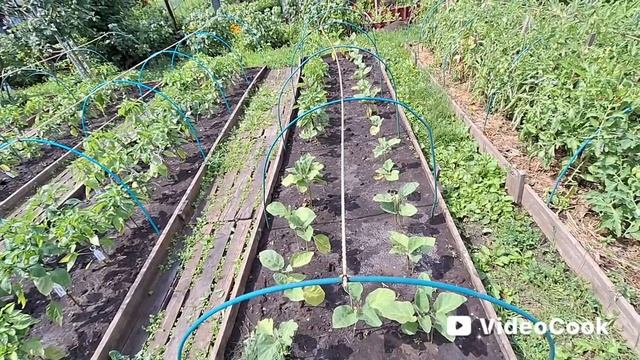 Vlog/68// Вставили окна на террасе/ Брательник боится стоматолога/Дачные дела..ч.1 смотреть онлайн