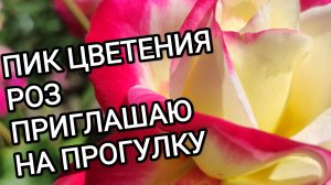 РОЗЫ. СУПЕР ЦВЕТЕНИЯ . ПРИГЛАШАЮ НА ПРОГУЛКУ. ч.2