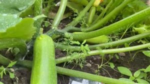 Кабачок ДАША F1 (Калифорния) - очень ранний, кустовой гибрид кабачка от Rijder Seeds