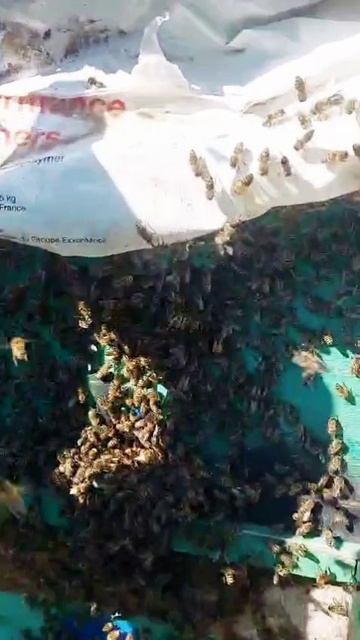 Удивительное событие во дворе нашего дома