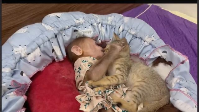 Как ладят маленькие обезьянки с домашними питомцами 1000020808.mp4 смотреть онлайн