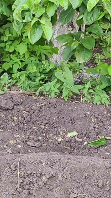 Кошка залезла на дерево. #кот #шорты 4k смотреть онлайн