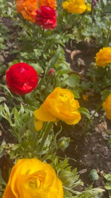 Ялта 💖💖💖 смотреть онлайн