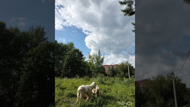 Лето,ах, лето))) смотреть онлайн