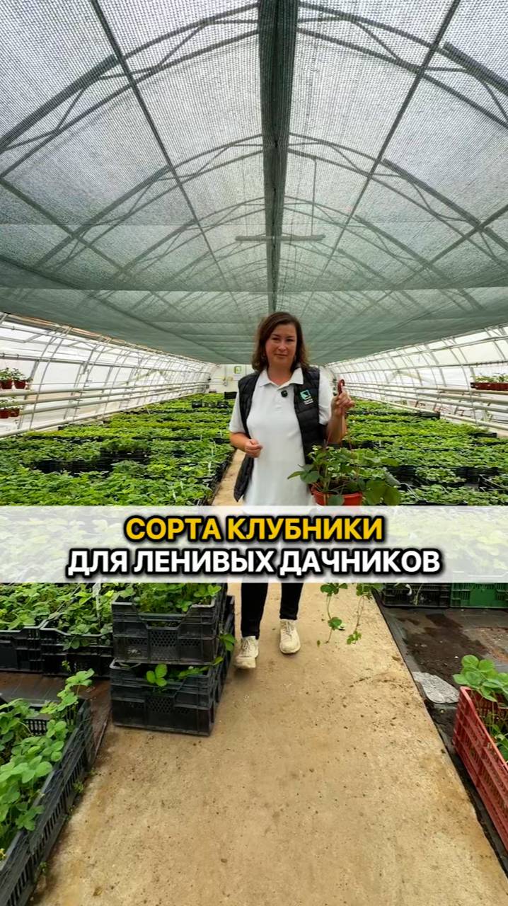 Сорта клубники для ленивых дачников.