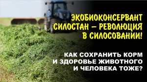 Эксперты раскрывают секреты идеального экологического силоса. Экобиоконсерванты нового поколения