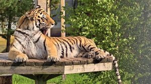 Красавец тигр лежит отдыхает (Ярославский зоопарк)