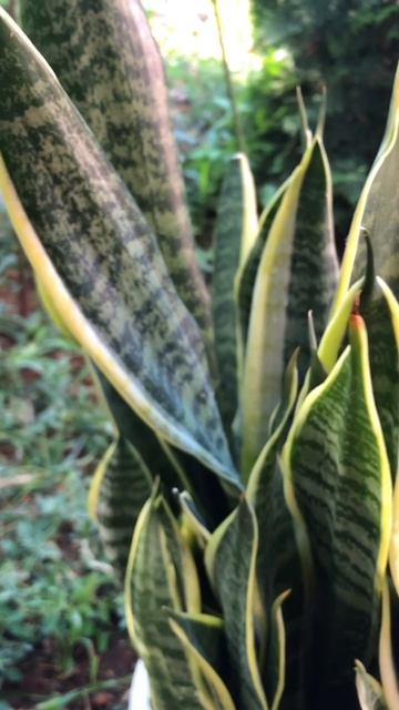 Начало цветения Сансевиерии смотреть онлайн