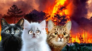 Лесные ПОЖАРЫ. СПАСЕНИЕ Кошек из ОГНЯ. Подряд 5 видео.