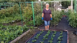 123. Сажаем вкуснейшую клубнику «Рубиновый кулон».