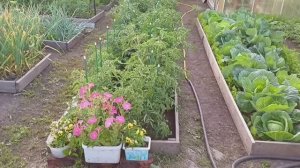 Полный обзор нашего огорода  4 сотки  Что мы выращиваем и как растёт Июль 2025