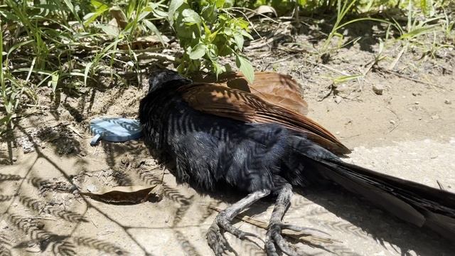 Большой кукаль или обыкновенная шпорцевая кукушка