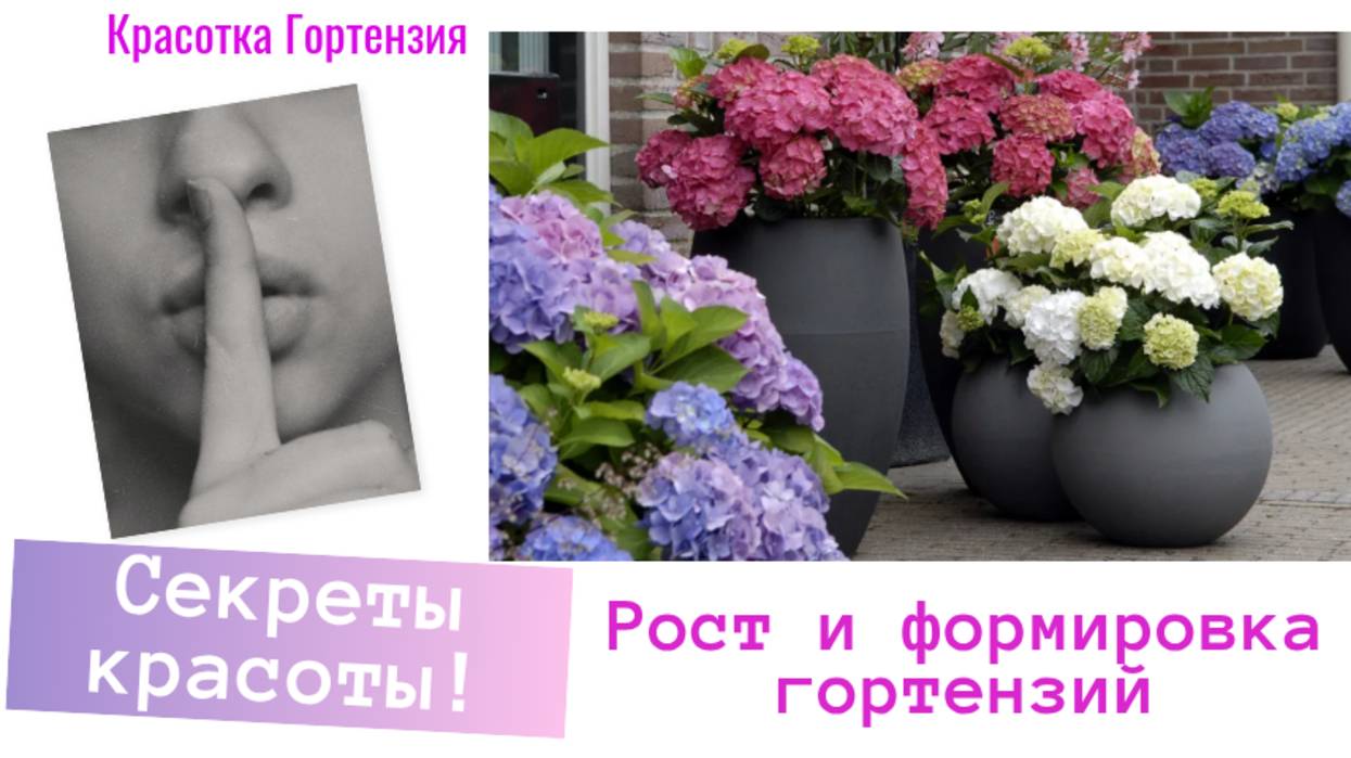 Рост и формирование крупнолистных гороензий 🌿🌺 смотреть онлайн