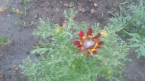 VID_20250707_185007