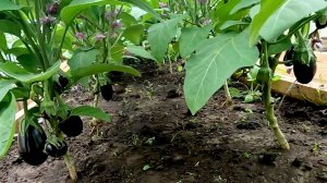 ❗️Самая Важная ПОДКОРМКА для Огромного урожая БАКЛАЖАН!!