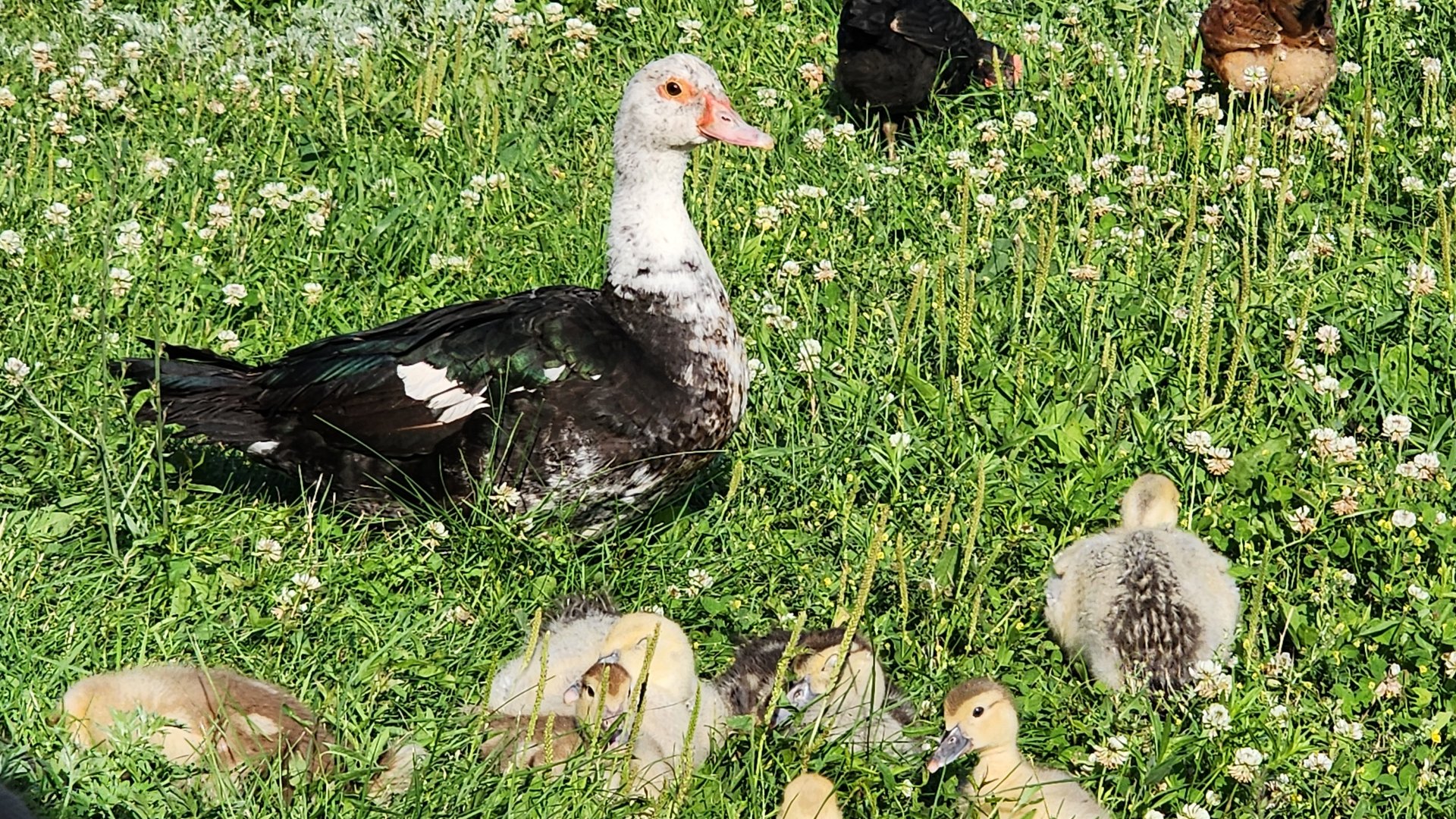 Вожусь с птичками,расширяю им водоем.