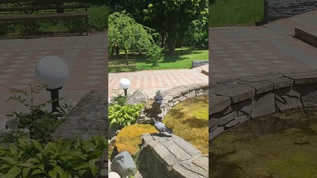 Голуби в жару нашли место отдыха для себя и своих подруг. смотреть онлайн