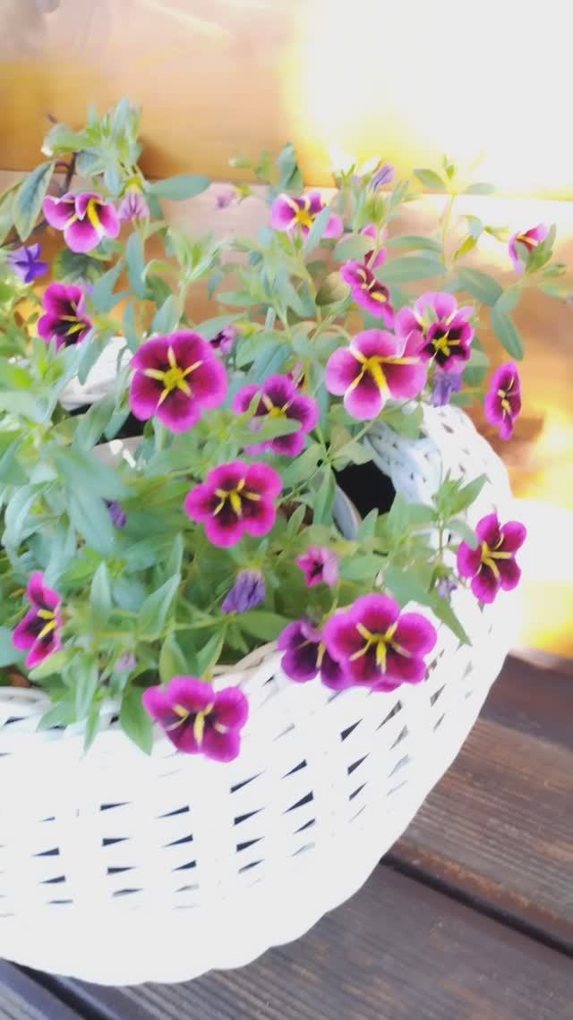 Растения в кашпо: калибрахоа, лобелия, виола рогатая, петуния, колеусы. #цветывкашпо, #лобелиявкашпо