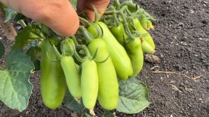 СИБИРЬ . Обзор ОГОРОДА в начале ИЮЛЯ.