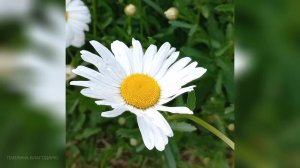 Незабудковое поле любви. С Днём семьи, любви и верности.Ромашки.