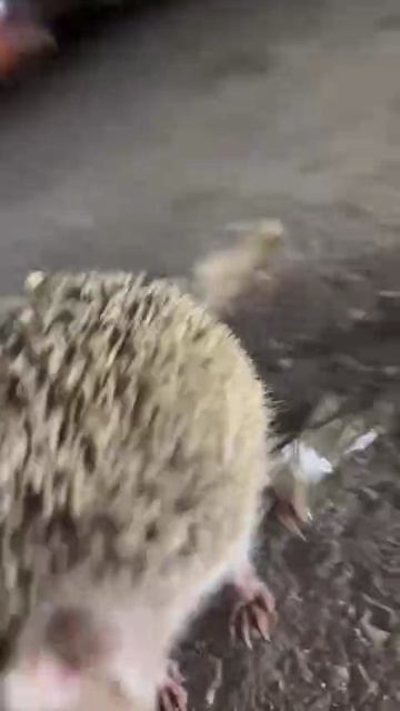 Ёжик выбежал к людям, чтобы ему отклеили скотч от лапки смотреть онлайн