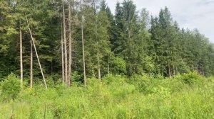 Шишки из леса для растопки самовара