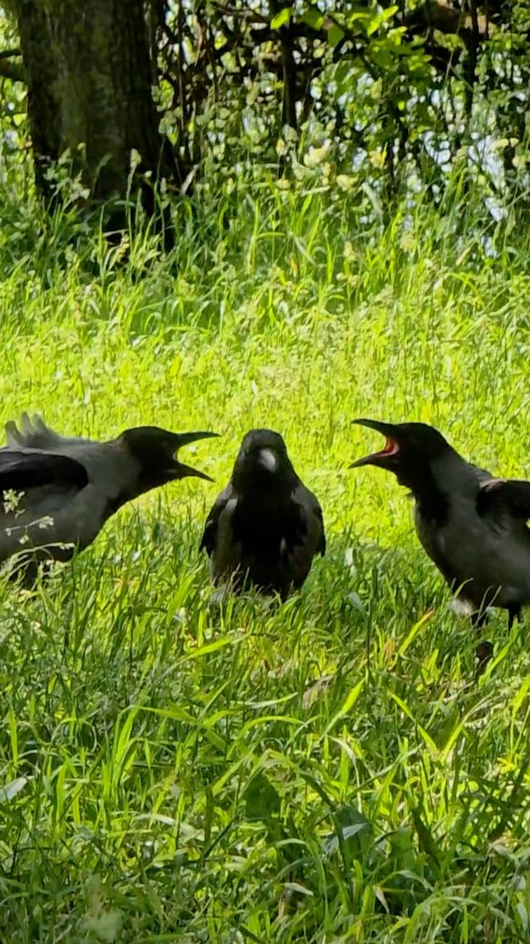 Ворона с птенцами