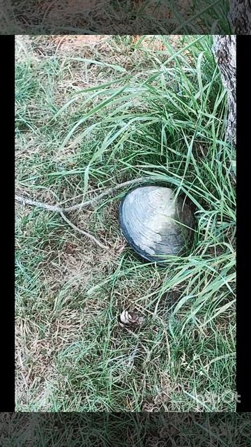 Спасаем ракушку смотреть онлайн