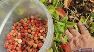 Много ягод 🍓🍓🍓 только неленись 😋//привет с горы 🙋🤗