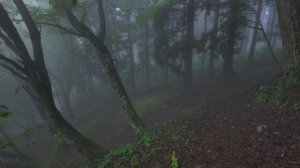 4K・ Туманный зеленый лес: Пение птиц под легким дождем [не rambalac]