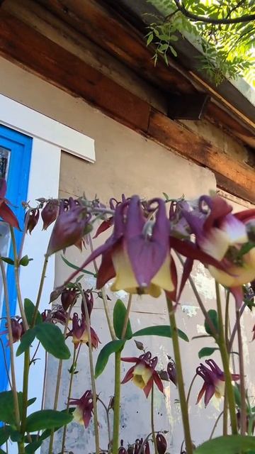 Природа в Якутии 🌿  #саха_якутия #якутия #природа #цветы