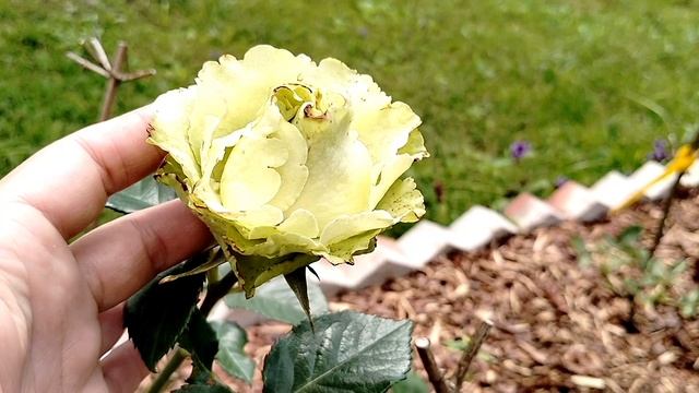 Розы из весеннего заказа в Поиске - первое цветение 2025 смотреть онлайн