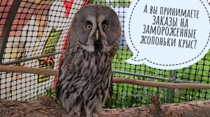 Томный жаркий вечер: разношу еду совам, смотрю цветы в саду. От жары никто не хочет есть