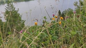 щитовидка-разрушение болезни,избавление от воспалит.узлов.запуск лимфотока,энергии