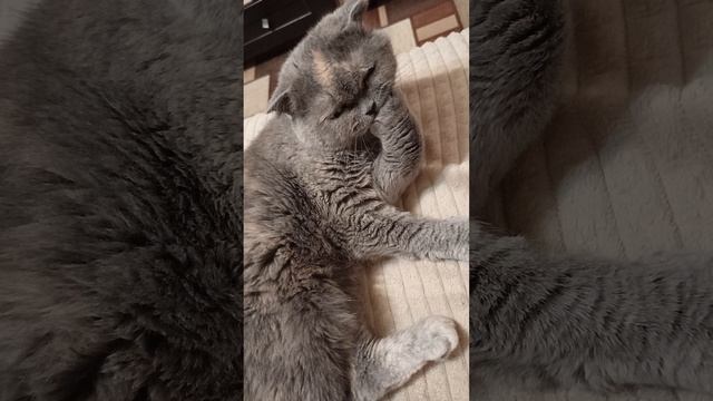 Сафира умывается / Наша кошка