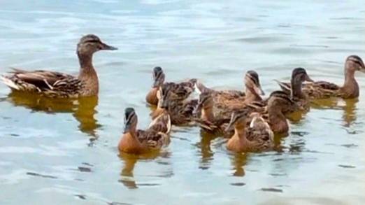 Дикая утка и утята на пляже. #пляж #утки смотреть онлайн