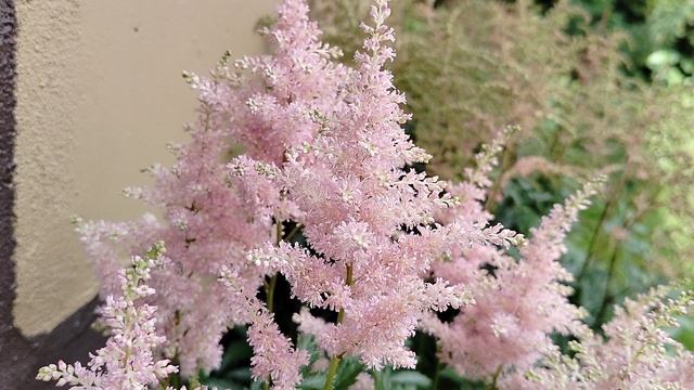 Астильба 'Королева Александра' (Queen Alexandra) в нашем саду 2025 смотреть онлайн