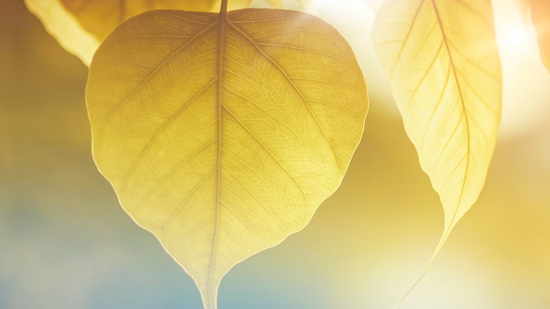 Приглашение на ретрит випассану Лилией Гапоновой