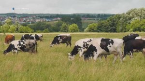 Любовь к молоку. Агрокурьер