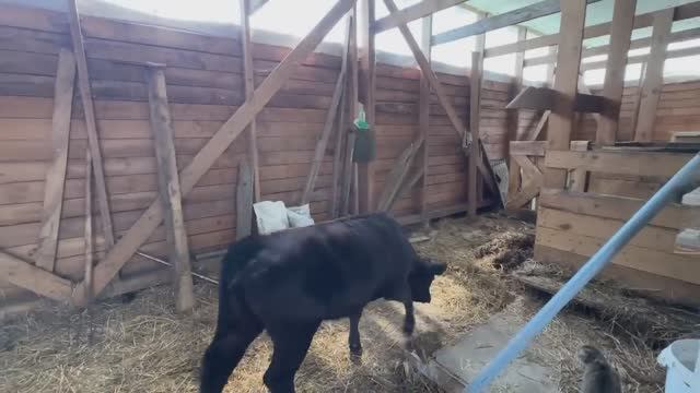 Наконец-то дождались помощников. Строим новый дом внутри старого. Вот это урожай! Жизнь в деревне. смотреть онлайн