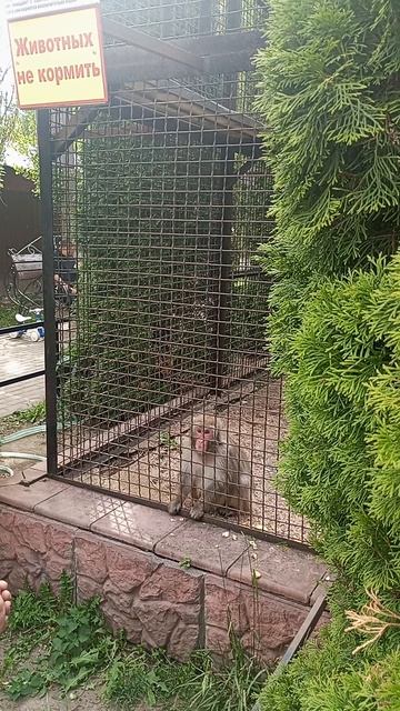 Зоопарк г.Иваново. Июнь 2025