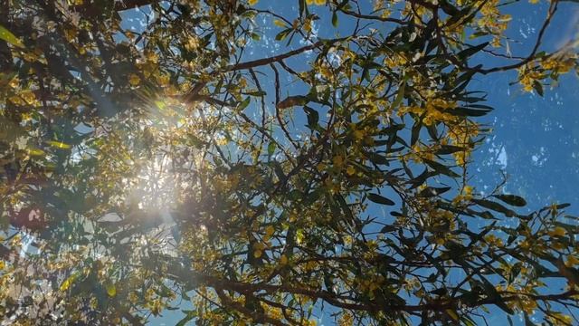 ПЕСНЯ РАЗМЫШЛЕНИЕ О ЖИЗНИ-слова Александра Трифонова музыка исполняет И И смотреть онлайн